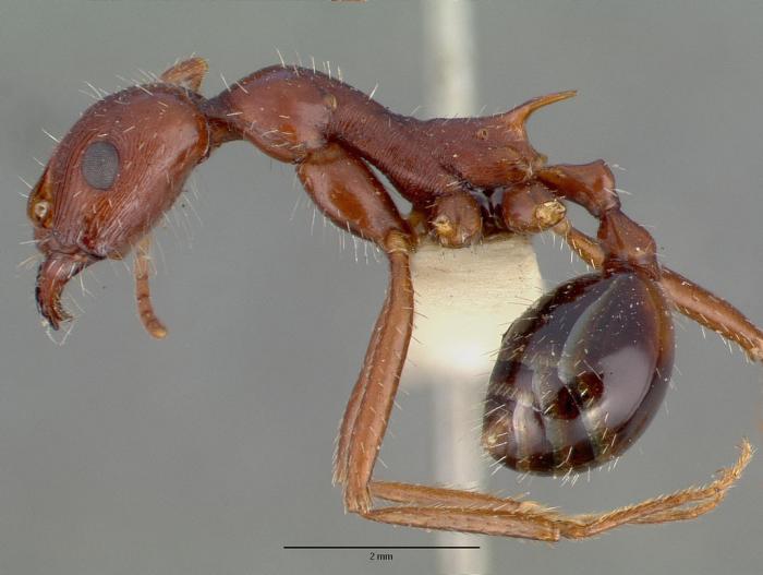 Aphaenogaster cockerelli